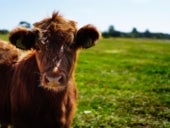 A cow in a field.